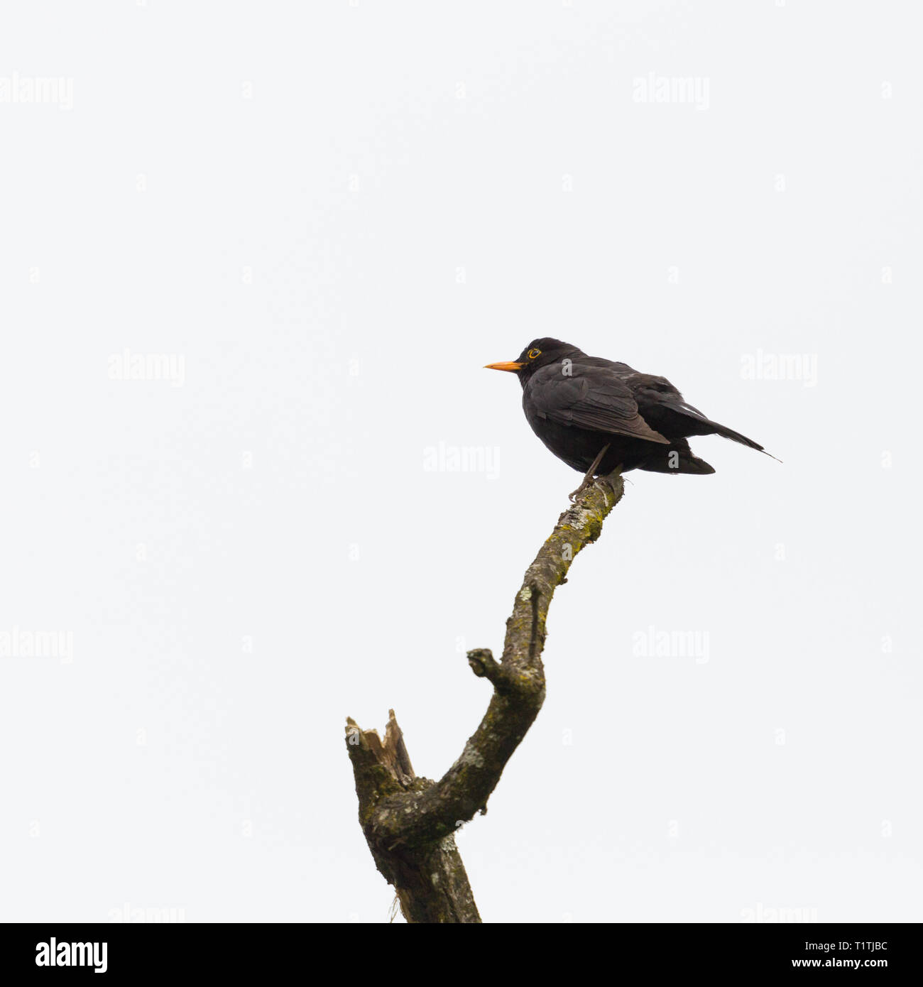 Maschio naturale blackbird (turdus merula) cantare dal ramo di albero Foto Stock