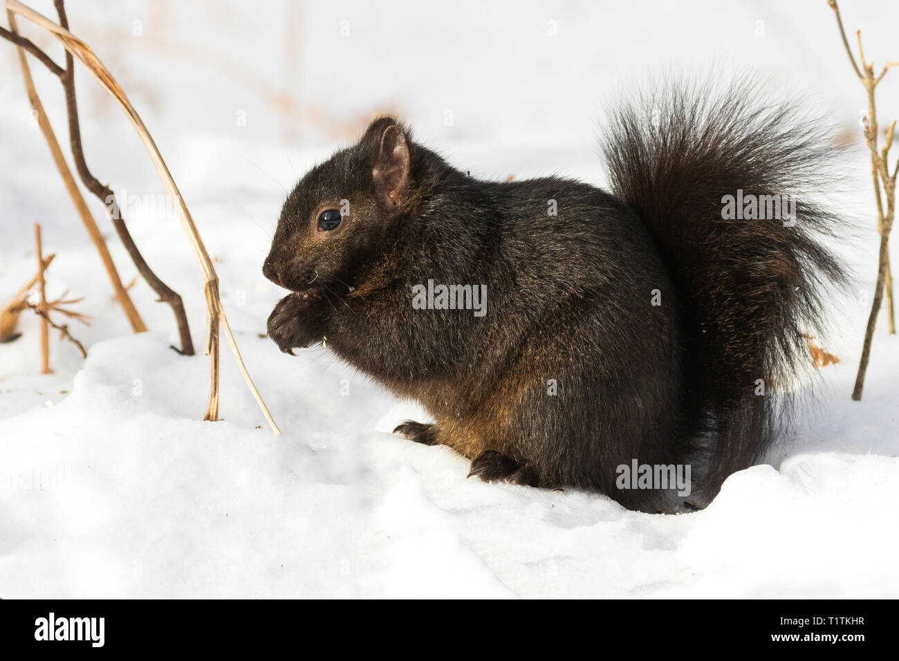 Orientale scoiattolo grigio - colore scuro morph Foto Stock