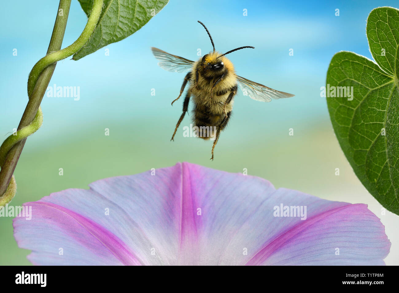 Ackerhummel (Bombus pascuorum), im societé Flug, un Prunkwinde (Ipomoea), Deutschland Foto Stock