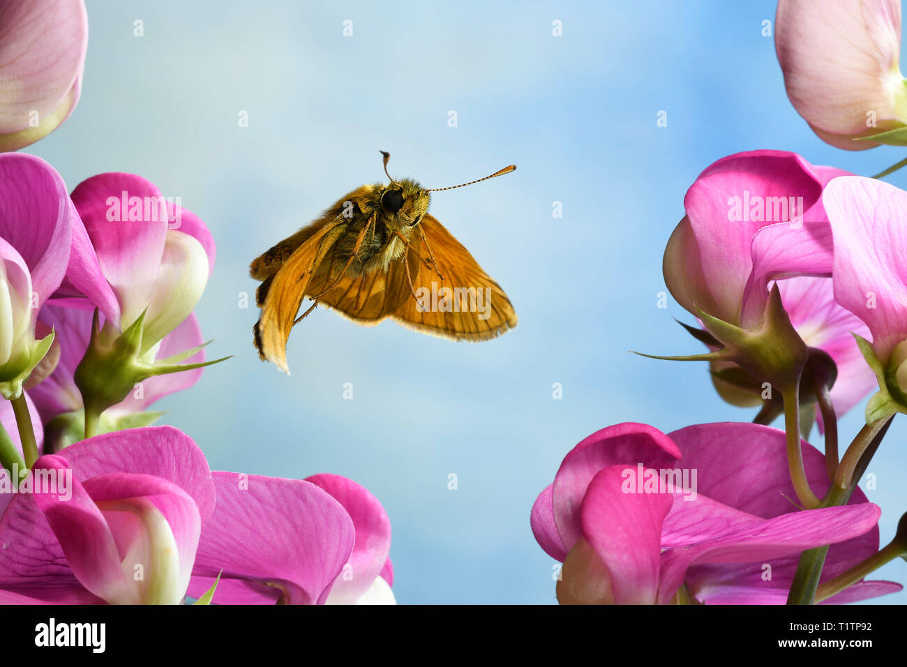 Rostfarbiger Dickkopffalter (Ochlodes sylvanus), im societé Flug, Deutschland, Europa Foto Stock