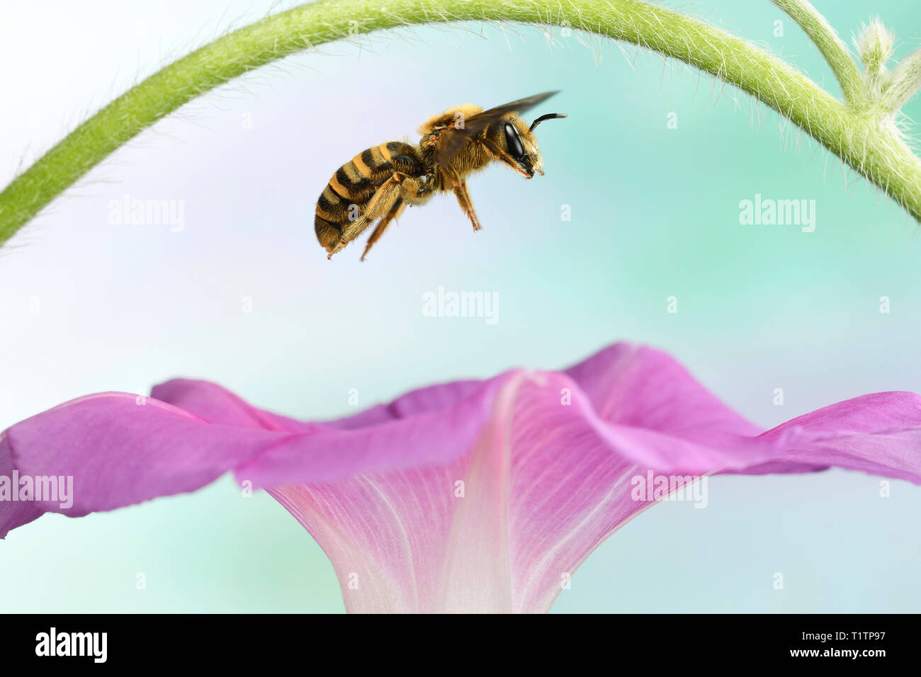 Gelbbindige Furchenbiene (Halictus scabiosae), weiblich, im societé Flug, un einer Prunkwinde (Ipomoea), Deutschland Foto Stock