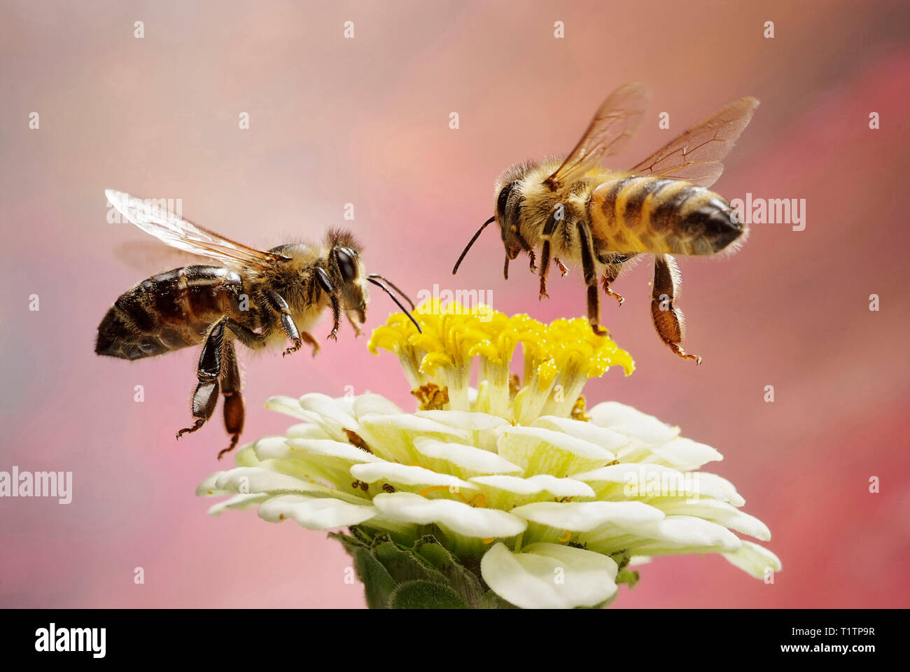 Honigbiene (Apis mellifera) Foto Stock