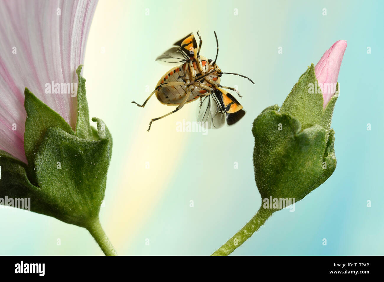Schmuckwanze (Eurydema ornata), im societé Flug, un Malve (Malva), Deutschland Foto Stock