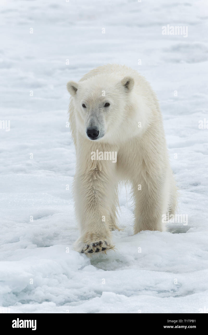Orso polare (Ursus maritimus) passeggiate sulla banchisa, arcipelago delle Svalbard, Norvegia Foto Stock