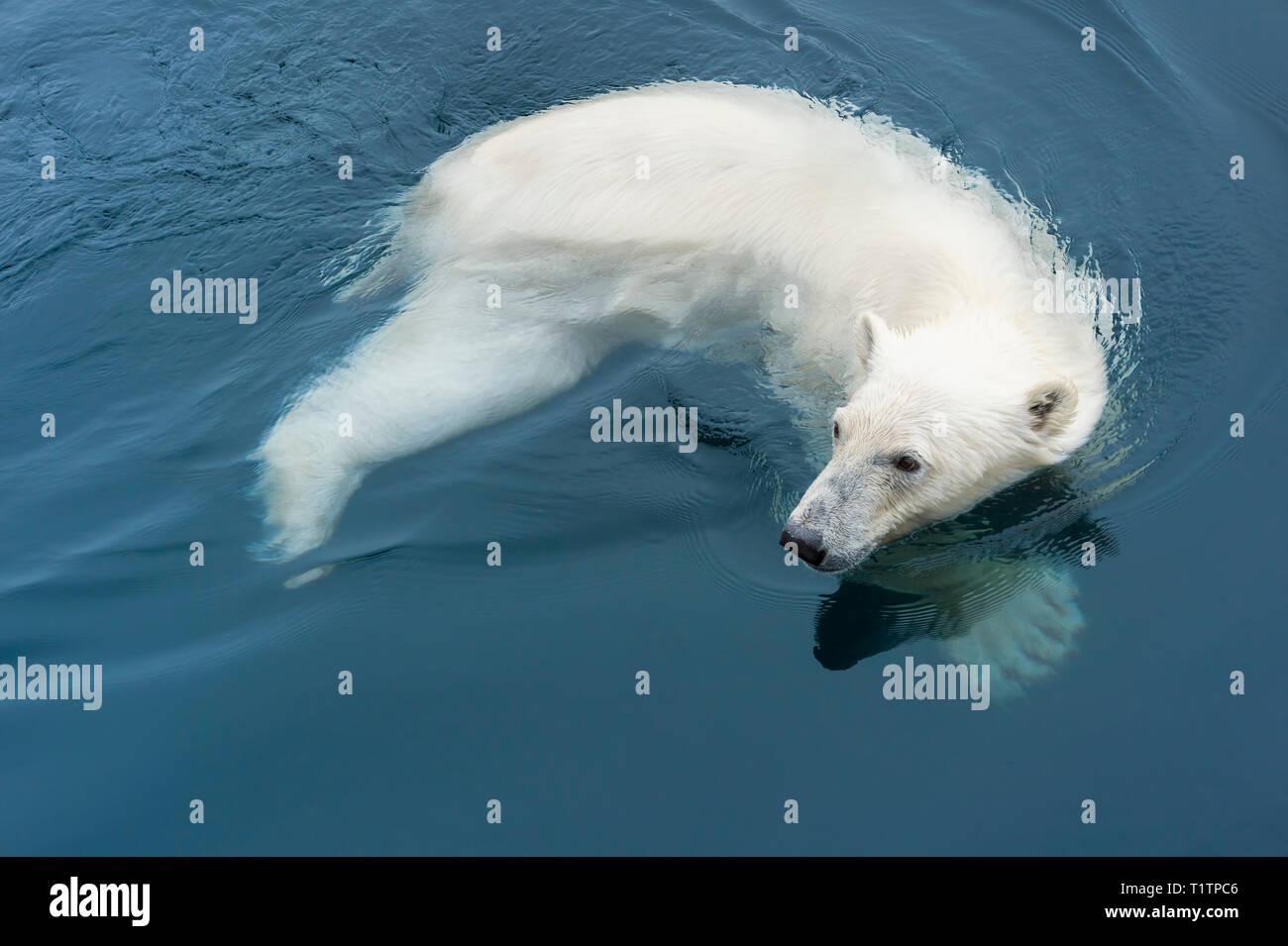Orso polare (Ursus maritimus) nuoto, arcipelago delle Svalbard, Norvegia Foto Stock