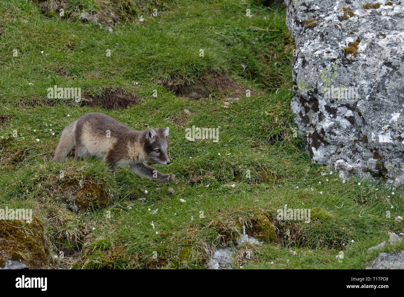 Giovani Arctic Fox (Vulpes vulpes lagopus), Alkhornet, arcipelago delle Svalbard, Norvegia Foto Stock