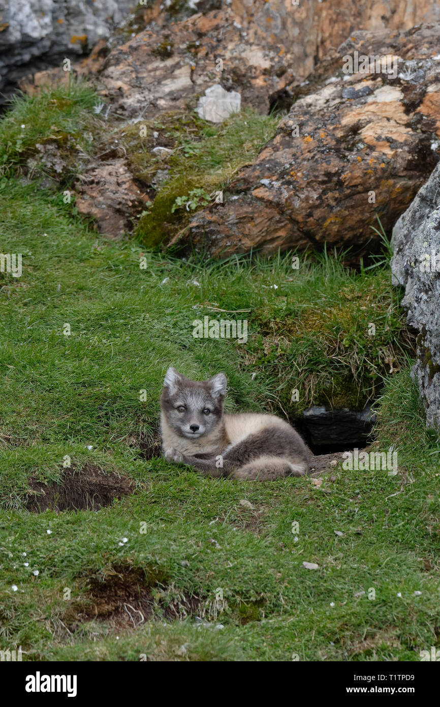 Giovani Arctic Fox (Vulpes vulpes lagopus), Alkhornet, arcipelago delle Svalbard, Norvegia Foto Stock