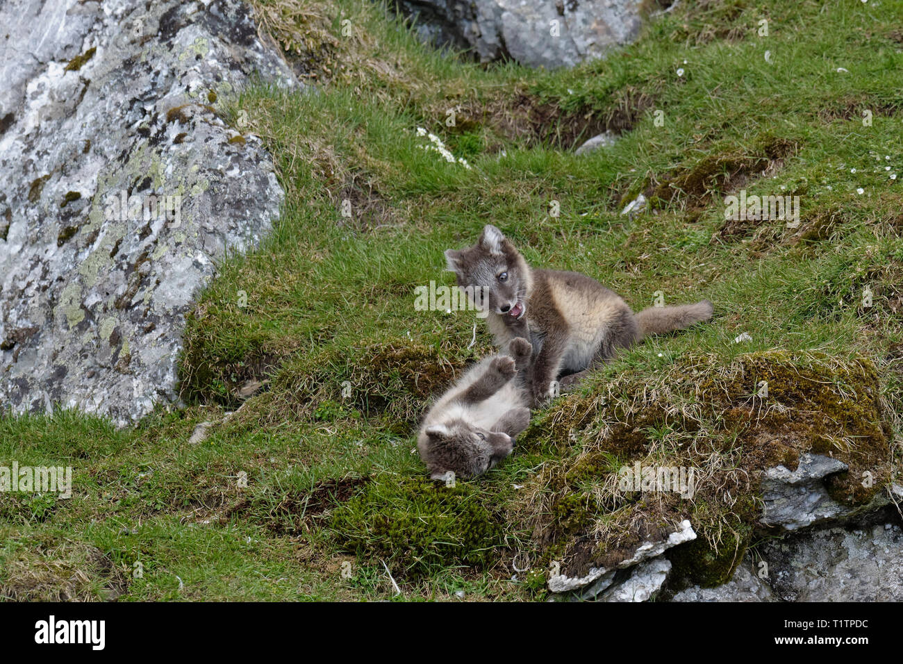 Giovani volpi artiche (Vulpes vulpes lagopus) giocando vicino al den, Alkhornet, arcipelago delle Svalbard, Norvegia Foto Stock