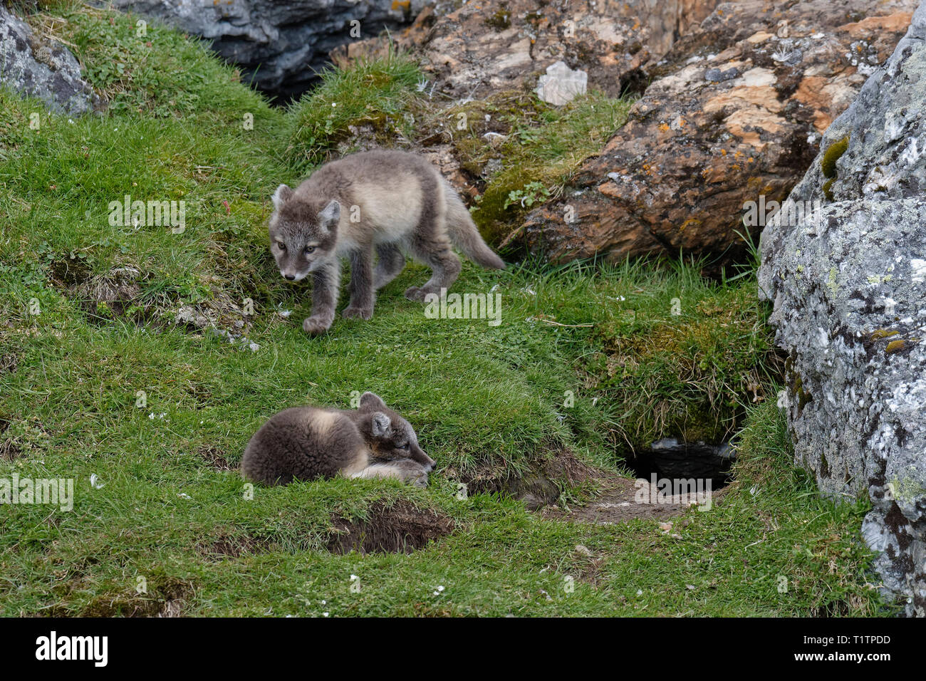 Giovani volpi artiche (Vulpes vulpes lagopus) giocando vicino al den, Alkhornet, arcipelago delle Svalbard, Norvegia Foto Stock