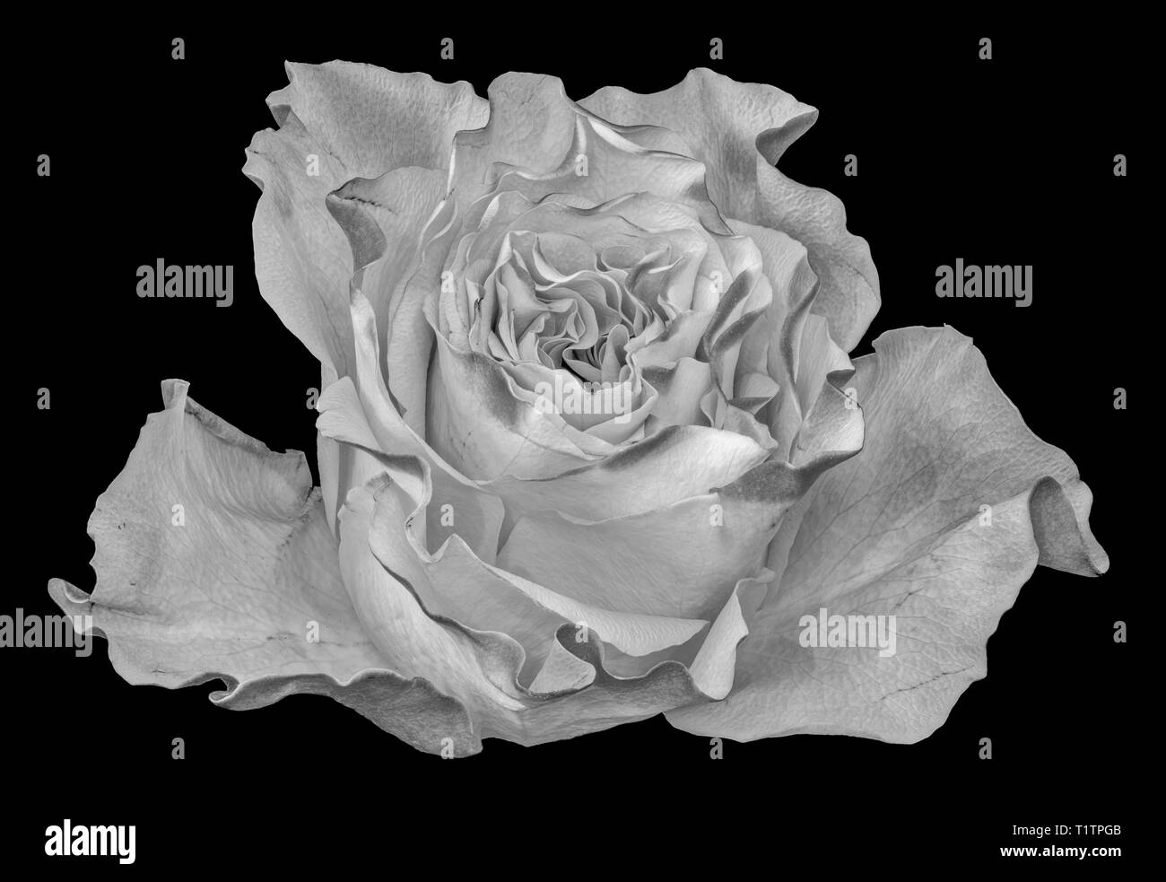 Arte still life macro monocromatica di un singolo isolato white rose blossom nel vintage stile di pittura su sfondo nero Foto Stock