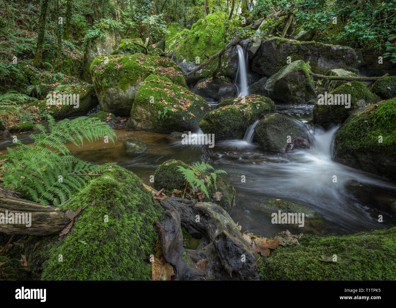 Flusso di acqua scorre tra rocce di muschio e tronchi caduti in un flusso della Ribeira Sacra, Chantada Foto Stock