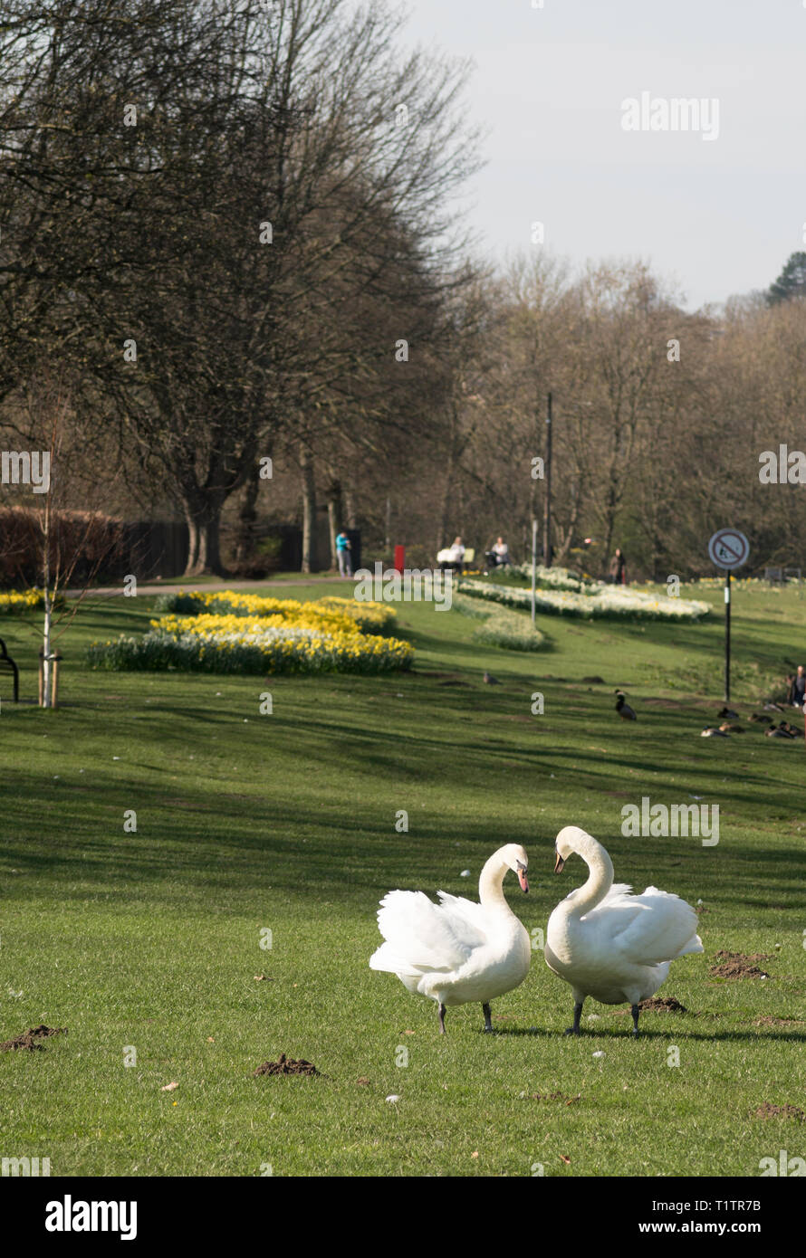 Una coppia di cigni in Chester-le-Street Riverside park, Co. Durham, England, Regno Unito Foto Stock