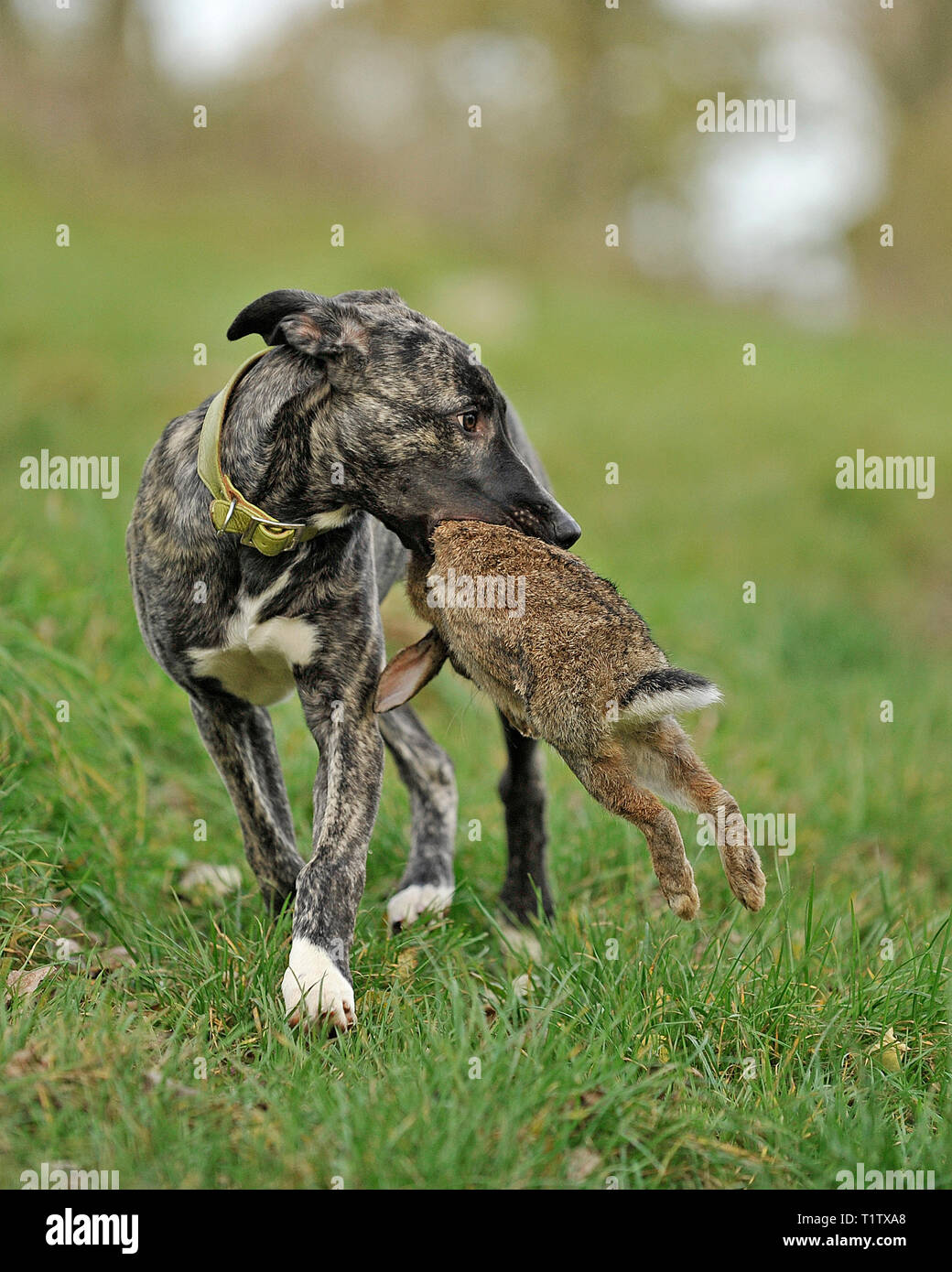 Lurcher recuperando un coniglio morto Foto Stock