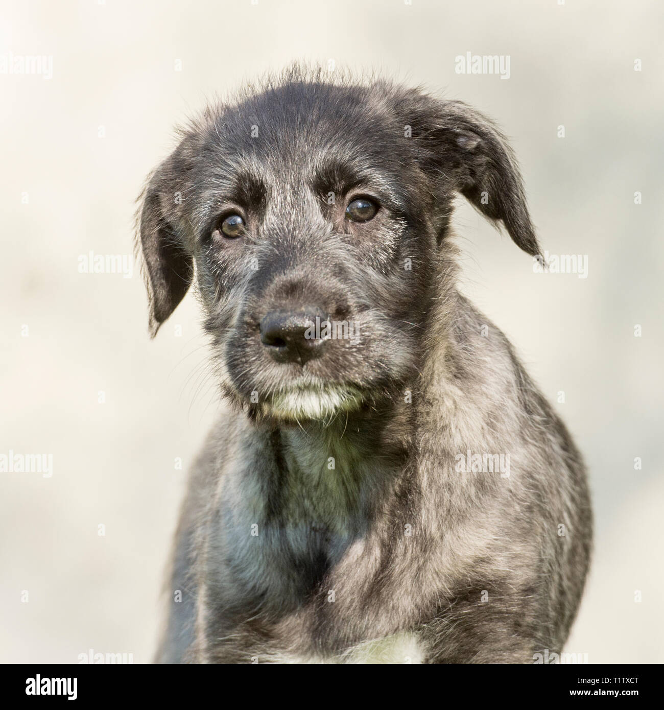 Irish Wolfhound cucciolo Foto Stock
