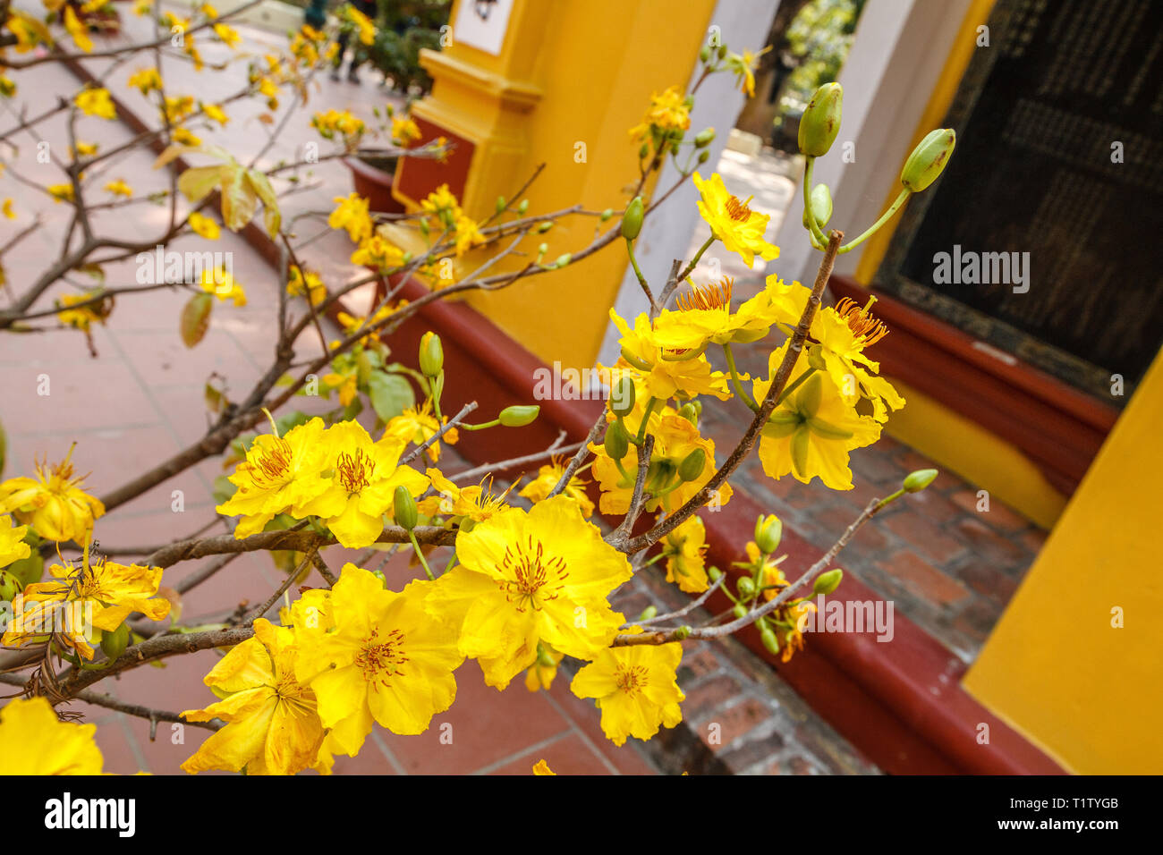 Giallo fiori albicocca su alberi in fiore a Tet, Vietnamita nuovo anno in Tran Quoc Pagoda di Hanoi. Quan Tay Ho (Westlake distretto), Hanoi, Vietnam. Foto Stock