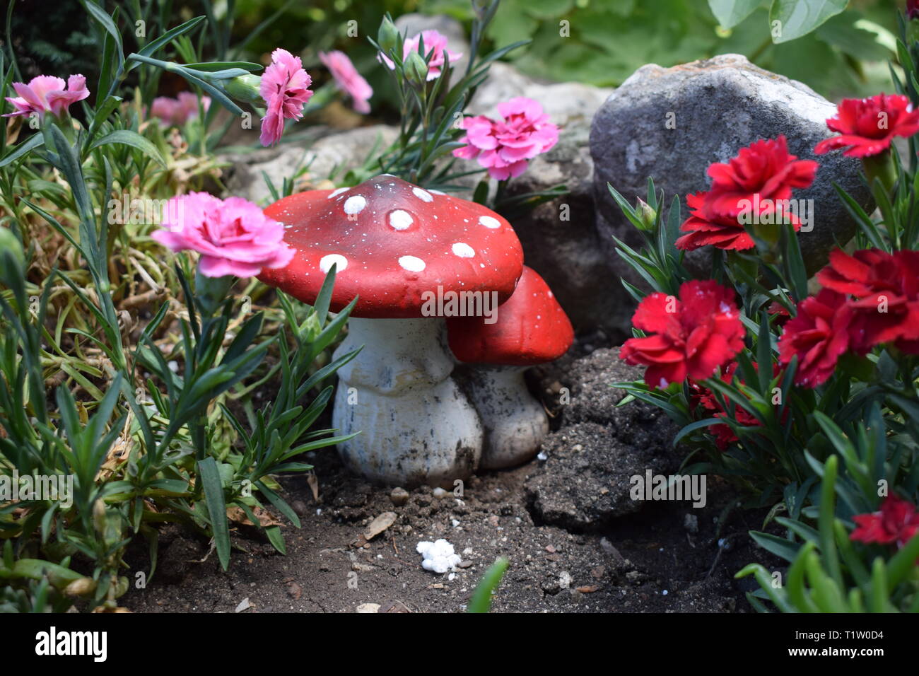 La foto è stata scattata nel mio giardino Foto Stock