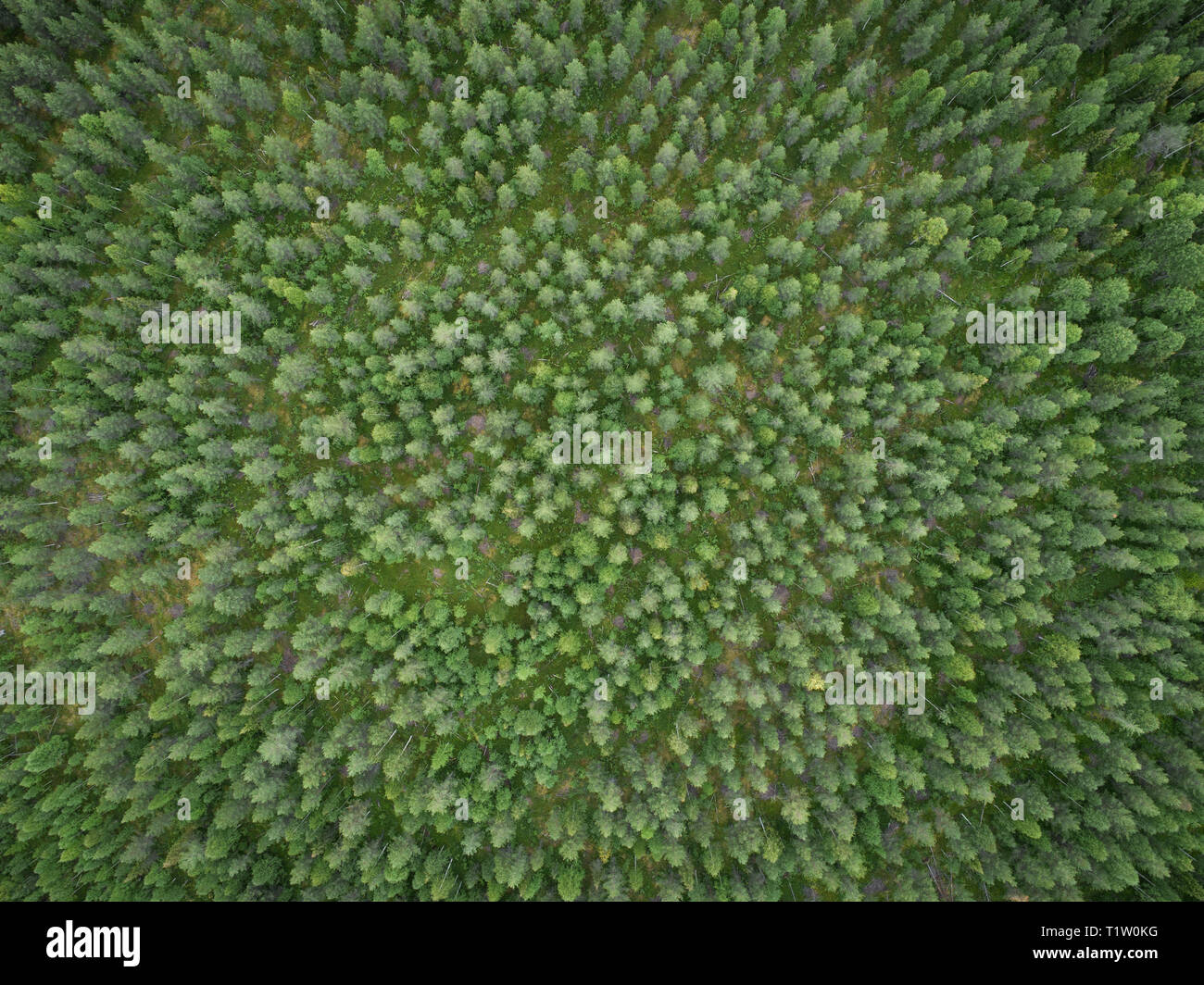 Vista aerea del verde boreale aka taiga forest in estate Foto Stock