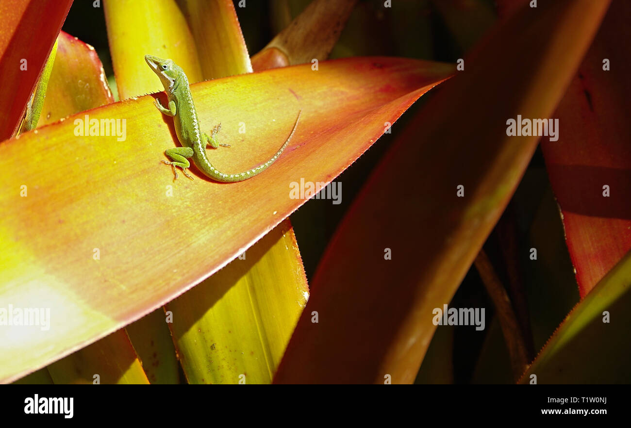 Anole verde Foto Stock