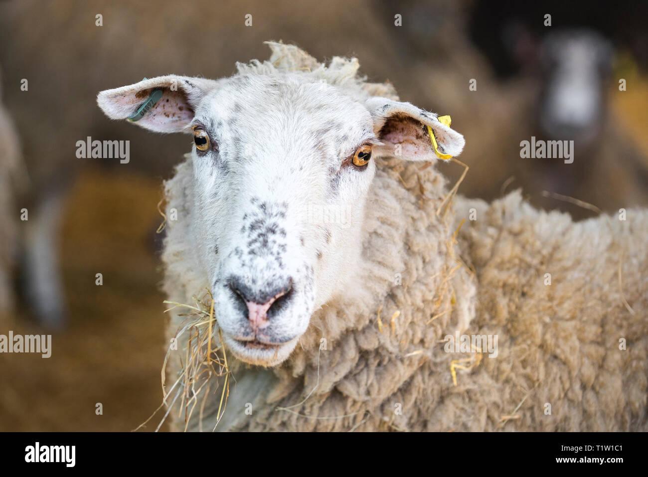 Pecora in fienile Warwickshire Foto Stock