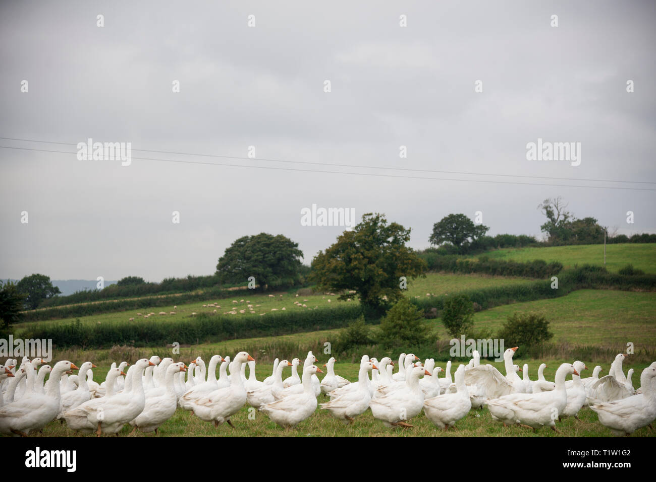 Branco di oche bianco Somerset Foto Stock