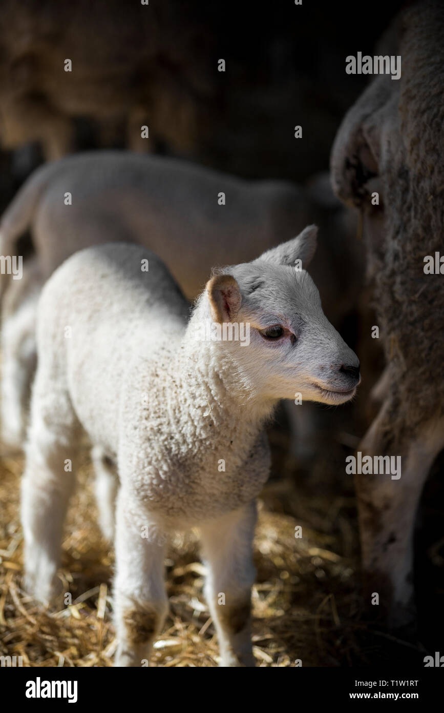 Gli agnelli e le pecore di WARWICKSHIRE Foto Stock