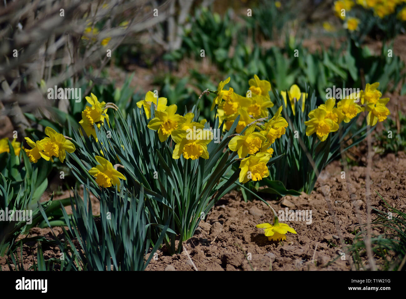 Narcisi nel giardino, narciso pseudonarciso Foto Stock