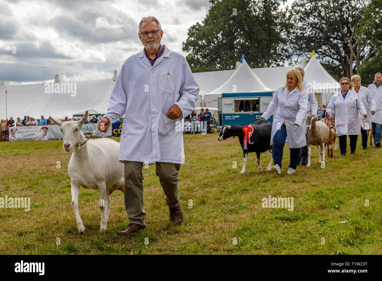 Vincitore del premio le capre vengono portati nella mostra anello per loro parade presso il 2018 Aylsham spettacolo agricolo, Norfolk, Regno Unito. Foto Stock
