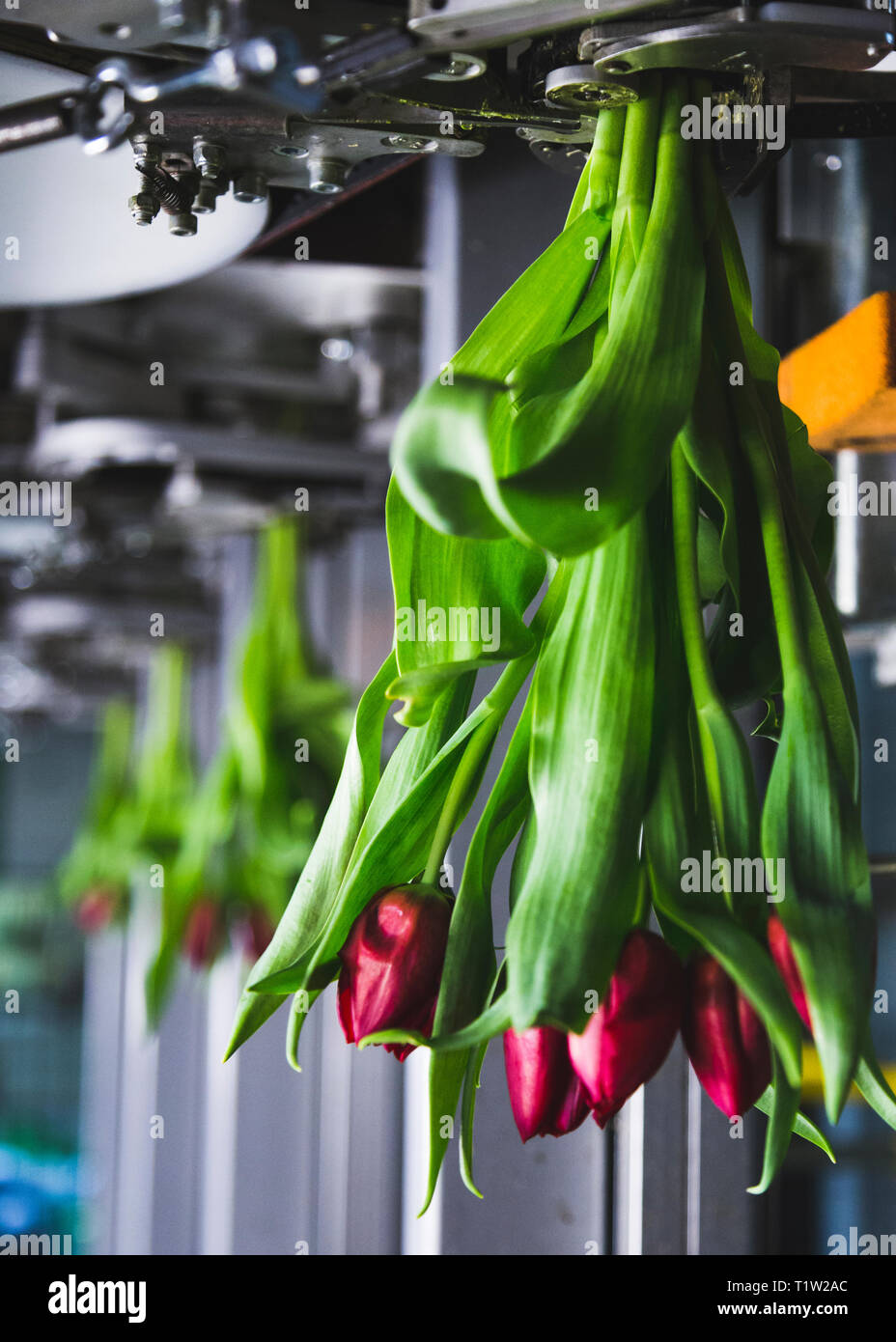 Stato ot la tecnica di elaborazione dei fiori macchina Furora Foto Stock