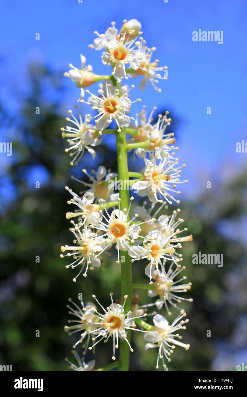 Fioritura Cherry Laurel (Prunus laurocerasus), Foto Stock