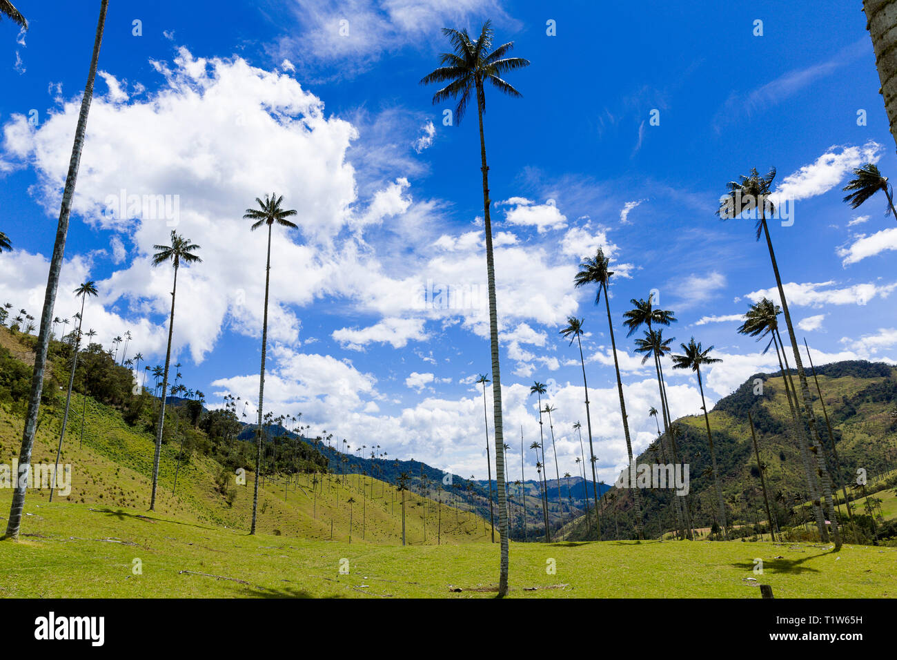 Colombia: Salento, Quindío. Los Nevados Nazionale Parco Naturale, Cocora Valley (valle del Cocora), nella cordigliera centrale delle Ande colombiane, hom Foto Stock