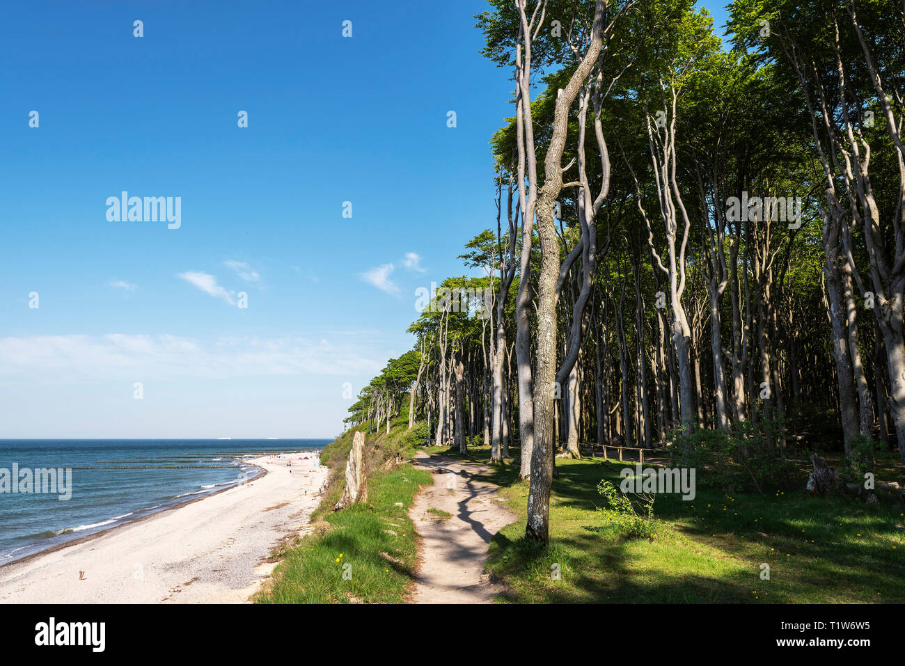 Ghost legno, Nienhagen, Mar Baltico, Meclemburgo-Pomerania, Germania Foto Stock