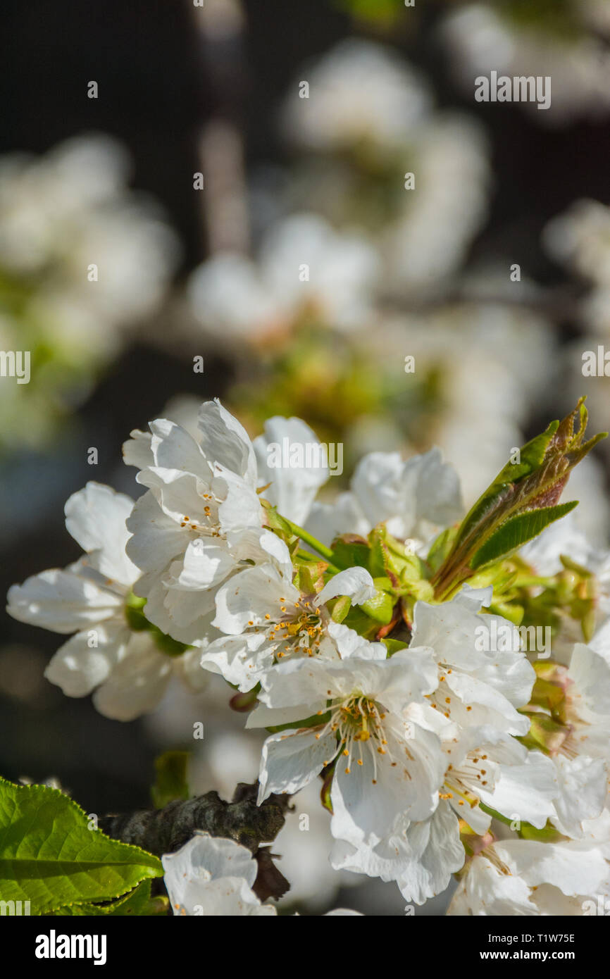 Alcuni fiori di alberi da frutto Foto Stock