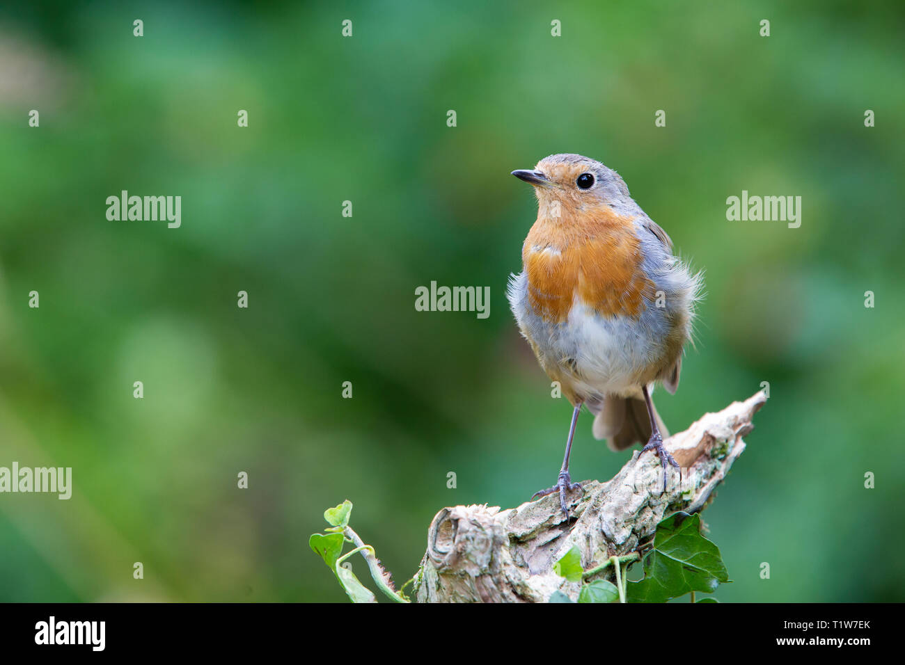 Robin [ Erithacus rubecula ] sul post di edera Foto Stock