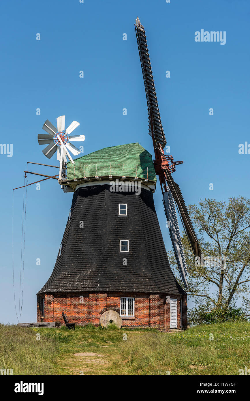 Mulino a vento olandese, stufa, Boiensdorf, Salzhaff Am, Meclemburgo-Pomerania, Germania Foto Stock