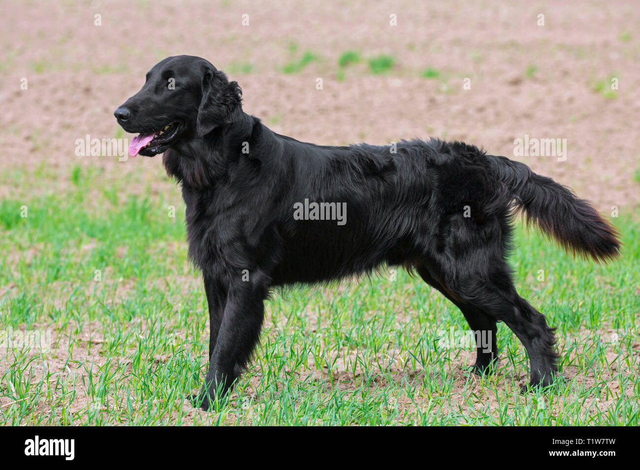 Piatto nero-rivestite retriever in campo, gundog / cane razza provenienti dal Regno Unito Foto Stock