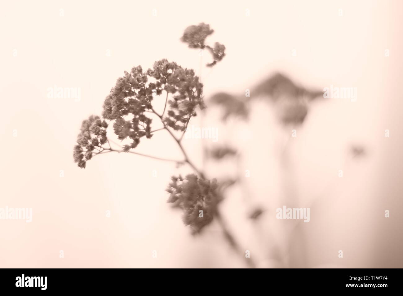 Un bel bouquet di fiori secchi selvatici. Foto seppia, offuscata Foto Stock