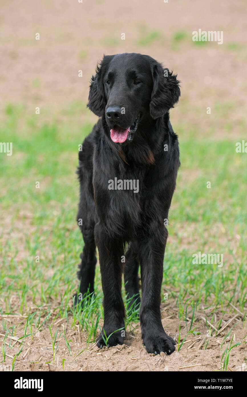 Piatto nero-rivestite retriever in campo, gundog / cane razza provenienti dal Regno Unito Foto Stock