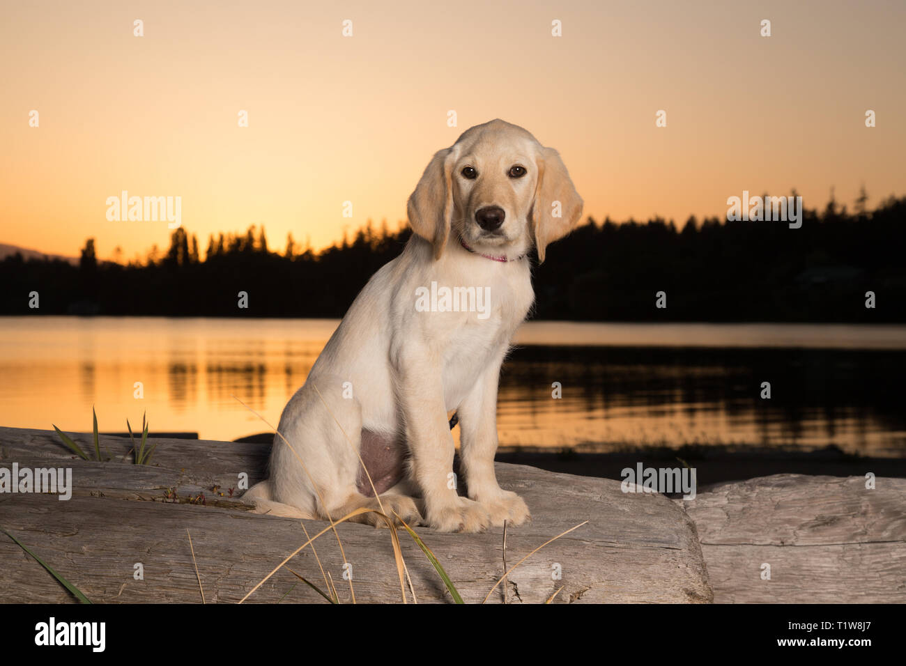 Giallo 3 mese vecchio labrador retriever cucciolo al tramonto sulla spiaggia Foto Stock