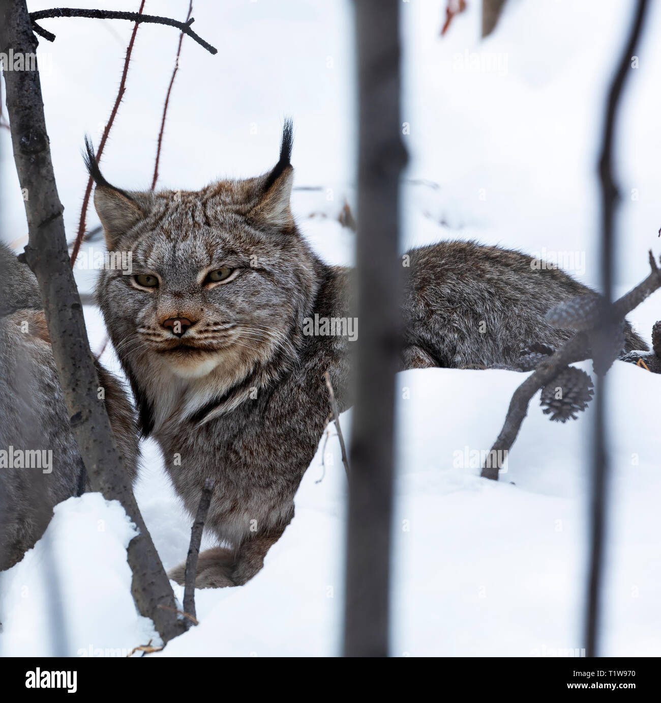 Canada, Lynx Lynx canadensis, in una riserva naturale vicino a Whitehorse, Yukon Foto Stock