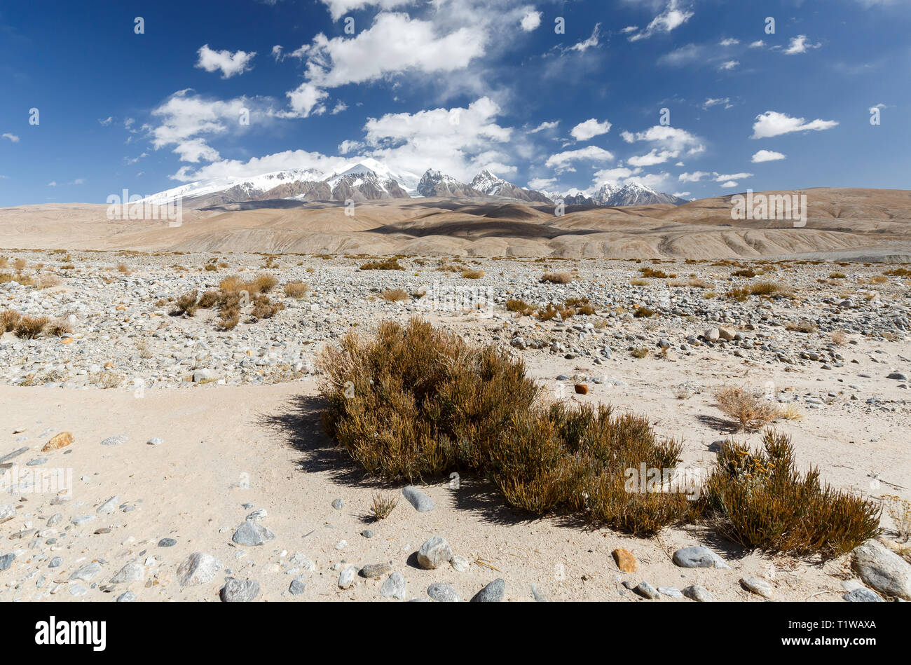 Le piante nel paesaggio instabile lungo la Karakoram Highway con le montagne sullo sfondo (provincia dello Xinjiang, Cina) Foto Stock