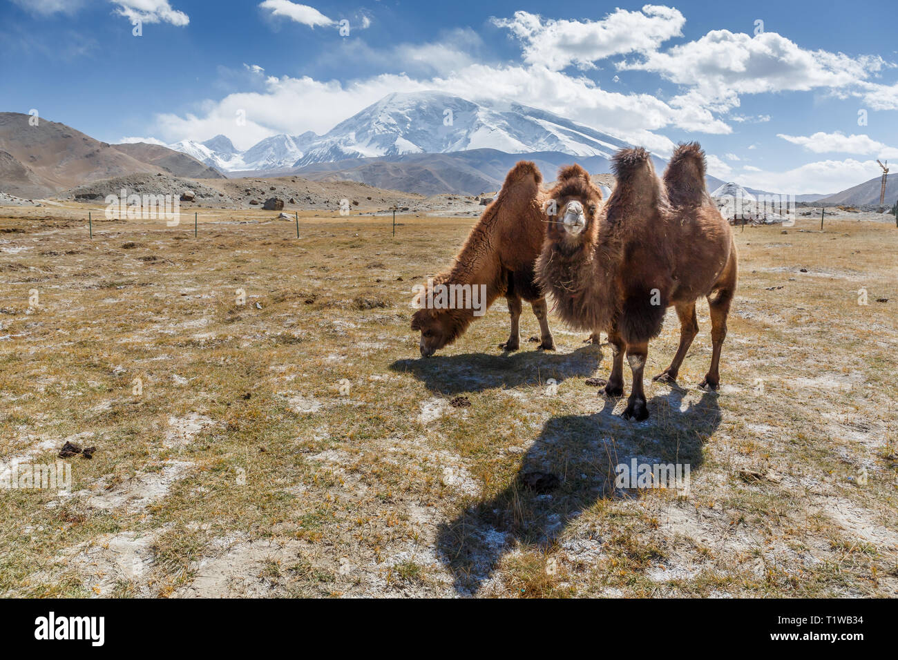 Due cammelli che pascolano nella parte anteriore del monte Muztagh Ata (Karakoram Highway, Xinjiang, Cina) Foto Stock