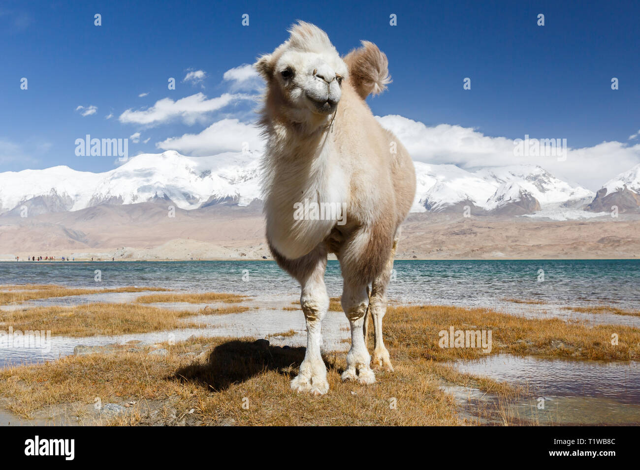 Camel avvicinando fotografo (Lago Karakul, Karakoram Highway, provincia dello Xinjiang, Cina) Foto Stock