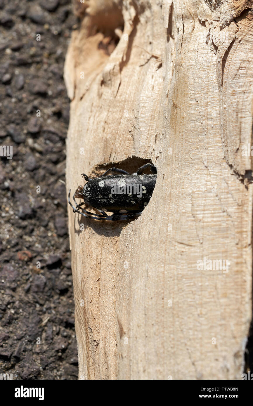 Asian longhorn beetle (Anoplophora glabripennis) è inceppato nel legno di un albero di acero Foto Stock