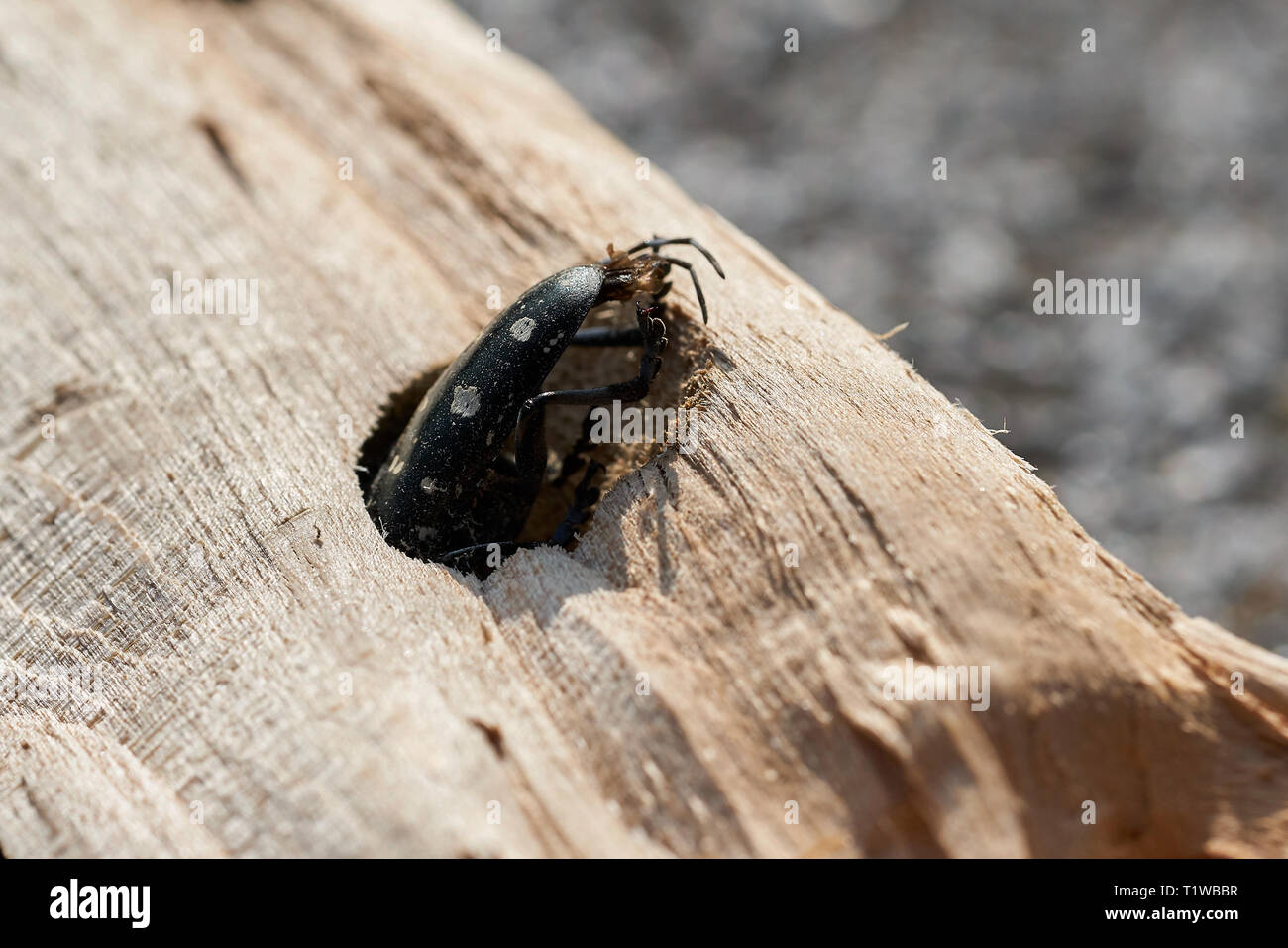 Asian longhorn beetle (Anoplophora glabripennis) è inceppato nel legno di un albero di acero Foto Stock