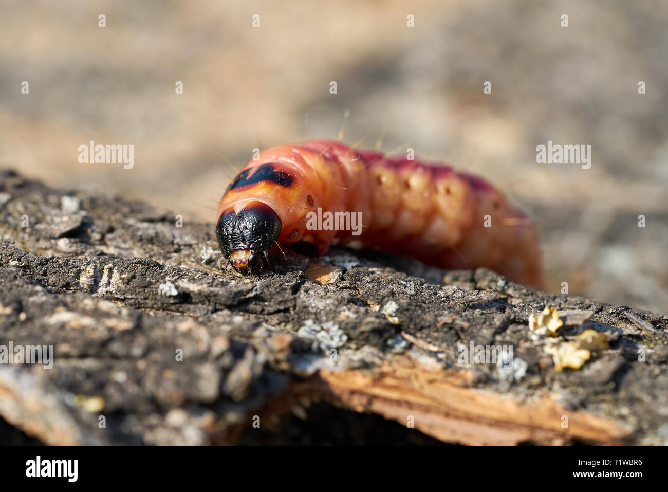 Caterpillar di una capra tarma (Cossus Cossus) sulla corteccia di un albero Foto Stock