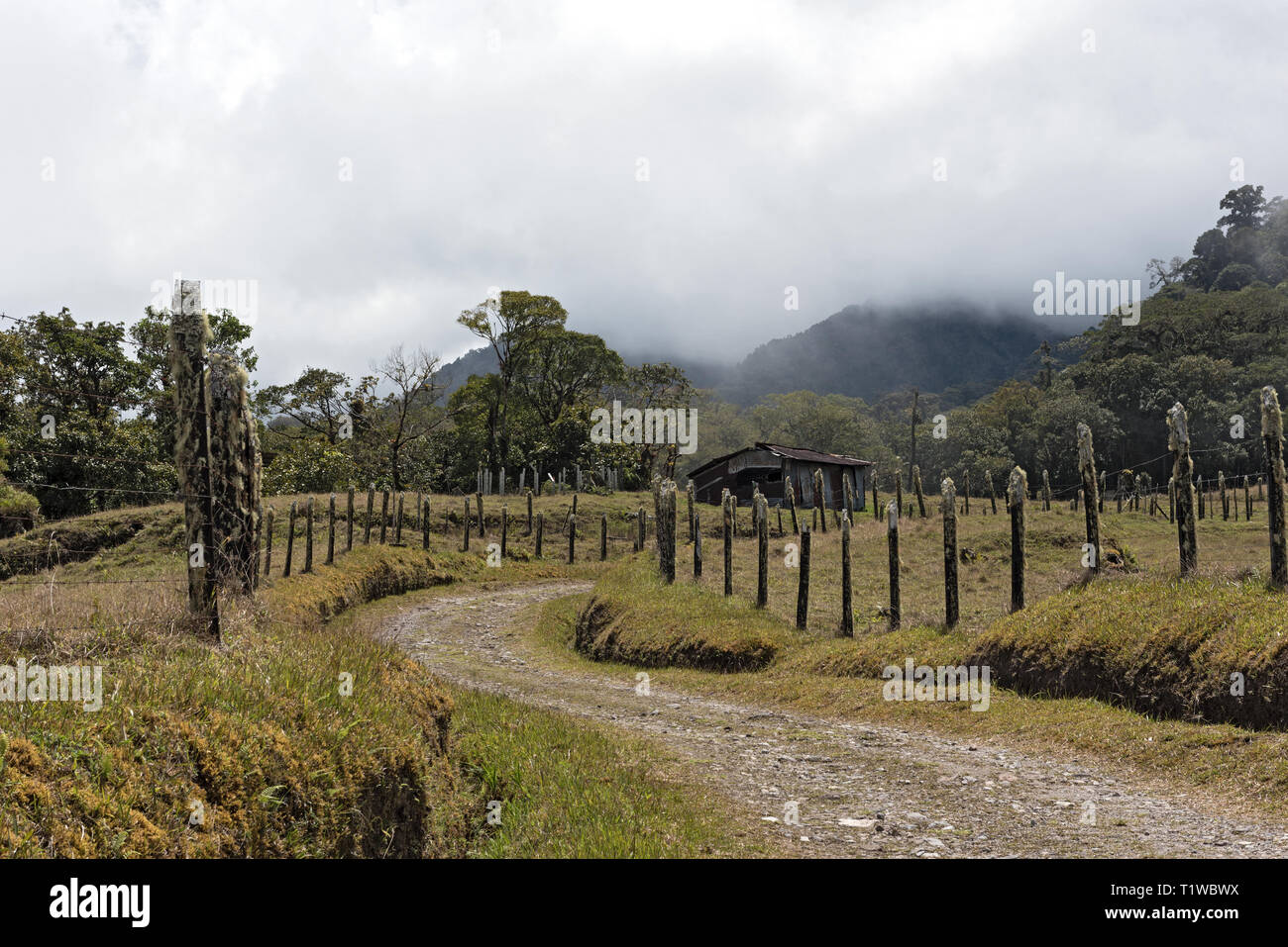 La pioggia o la nube foresta Volcan Baru Panama Parco Nazionale Foto Stock