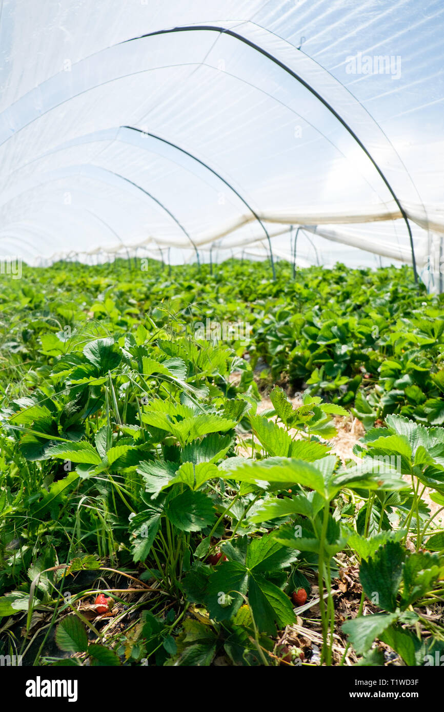 Piantine che crescono in un tunnel di poly a Wiveton Hall azienda frutticola in North Norfolk, Inghilterra. Foto Stock