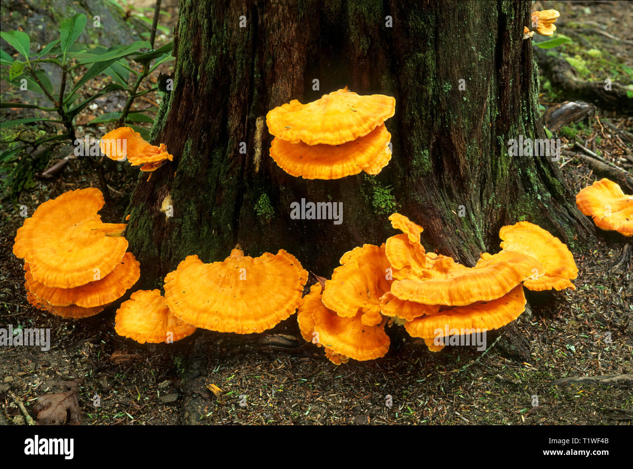 Funghi di pollo, o zolfo ripiano (Laetiporus sulfurei), sul tronco di albero in Appalacian Mountains. Foto Stock