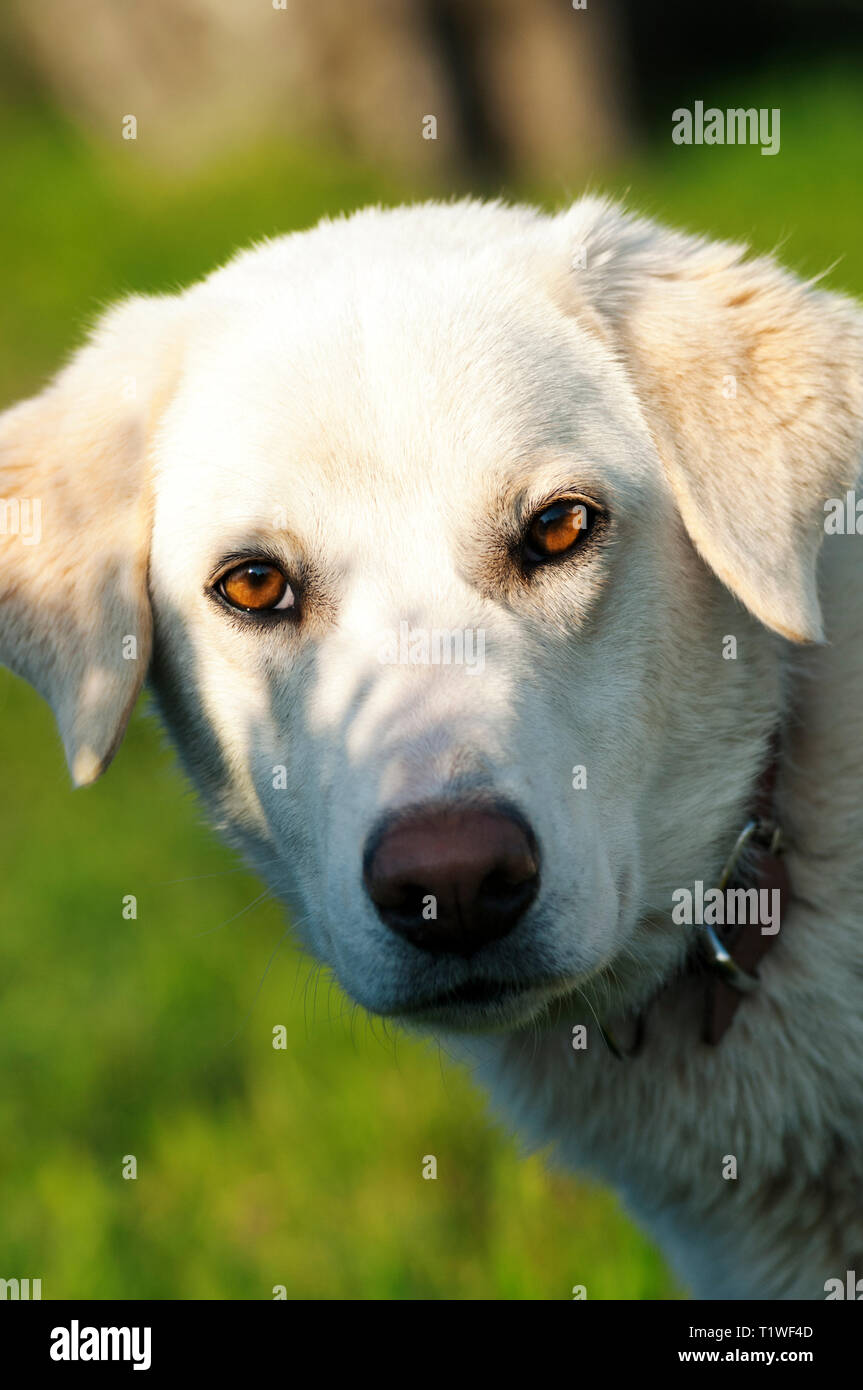 Ritratto di un bianco Labrador retriever Foto Stock Ritratto di un bianco Labrador retriever Foto Stock