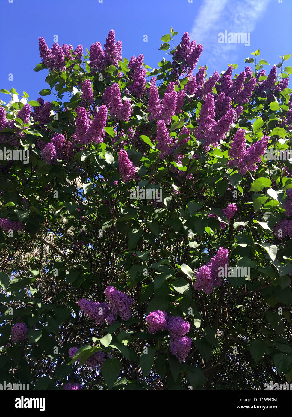 Il concetto della molla e BLOOM. Bella viola lilla in giardino contro il cielo blu con nuvole. Un ramo della fioritura lilla. Flower pattern. Foto Stock
